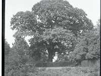 &copyTheCarterTribe.com 2013   Scanned from 1/4 plate (4" x 3") glass negative