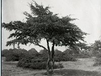 &copyTheCarterTribe.com 2013   Scanned from 1/4 plate (4" x 3") glass negative