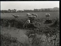 &copyTheCarterTribe.com 2013   Scanned from 1/4 plate (4" x 3") glass negative