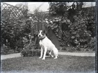 &copyTheCarterTribe.com 2013   Scanned from 1/4 plate (4" x 3") glass negative