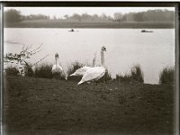 &copyTheCarterTribe.com 2013   Scanned from 1/4 plate (4" x 3") glass negative