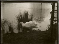 &copyTheCarterTribe.com 2013   Scanned from 1/4 plate (4" x 3") glass negative