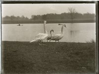 &copyTheCarterTribe.com 2013   Scanned from 1/4 plate (4" x 3") glass negative