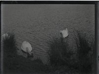 &copyTheCarterTribe.com 2013   Scanned from 1/4 plate (4" x 3") glass negative