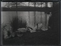 &copyTheCarterTribe.com 2013   Scanned from 1/4 plate (4" x 3") glass negative