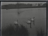&copyTheCarterTribe.com 2013   Scanned from 1/4 plate (4" x 3") glass negative