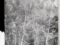 &copyTheCarterTribe.com 2013   Scanned from 1/4 plate (4" x 3") glass slide