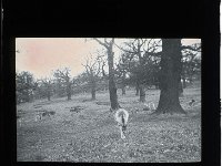 &copyTheCarterTribe.com 2013   Scanned from a 3.25" glass slide.