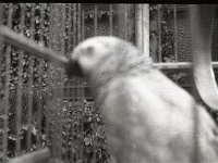 &copyTheCarterTribe.com 2013   Scanned from 1/6 plate (2" x 1.5") plastic negative