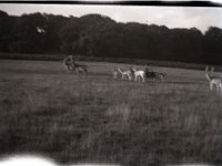 &copyTheCarterTribe.com 2013   Scanned from 1/6 plate (2.5" x 3.5") plastic negative