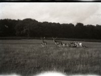 &copyTheCarterTribe.com 2013   Scanned from 1/6 plate (2.5" x 3.5") plastic negative