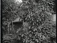 &copyTheCarterTribe.com 2013   Scanned from 1/4 plate (4" x 3") glass negative