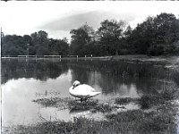 &copyTheCarterTribe.com 2013   Scanned from 1/4 plate (4" x 3") glass negative