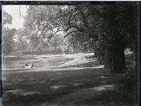 &copyTheCarterTribe.com 2013  Grantham Pond, Putney Heath   Scanned from 1/4 plate (4" x 3") glass negative