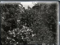 &copyTheCarterTribe.com 2013   Scanned from 1/4 plate (4" x 3") glass negative