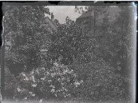 &copyTheCarterTribe.com 2013   Scanned from 1/6 plate (2.5" x 3.5") glass negative