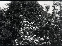 &copyTheCarterTribe.com 2013   Scanned from 1/6 plate (2.5" x 3.5") glass negative