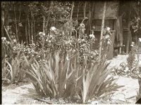 &copyTheCarterTribe.com 2013   Scanned from 1/6 plate (2.5" x 3.5") glass negative