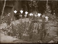 &copyTheCarterTribe.com 2013   Scanned from 1/6 plate (2.5" x 3.5") glass negative
