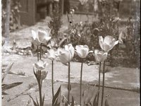 &copyTheCarterTribe.com 2013   Scanned from 1/6 plate (2.5" x 3.5") glass negative