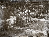 &copyTheCarterTribe.com 2013   Scanned from 1/6 plate (2.5" x 3.5") glass negative