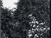 &copyTheCarterTribe.com 2013   Scanned from 1/6 plate (2.5" x 3.5") glass negative
